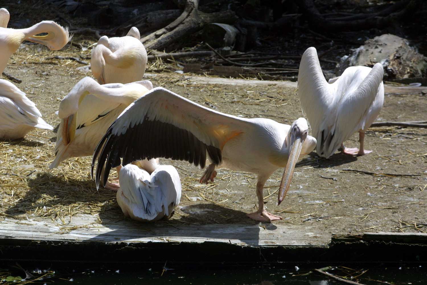 vogel-pelikaan-artis