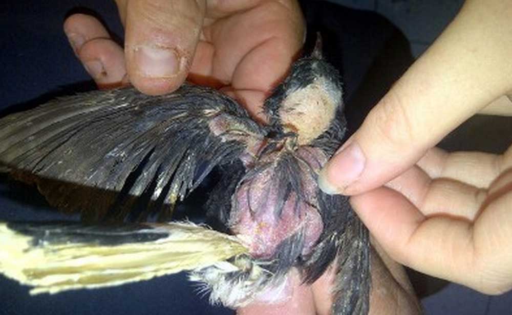 Dierenpolitie haalt 76 verwaarloosde vogels uit woning Waalwijk