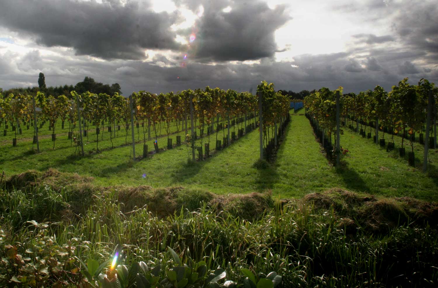 Maasvallei Limburg wijn krijgt BOB-vermelding
