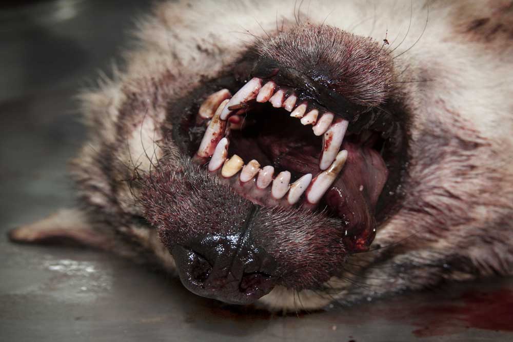 Foto van wolf gebit tanden | Hugh Jansman/Alterra