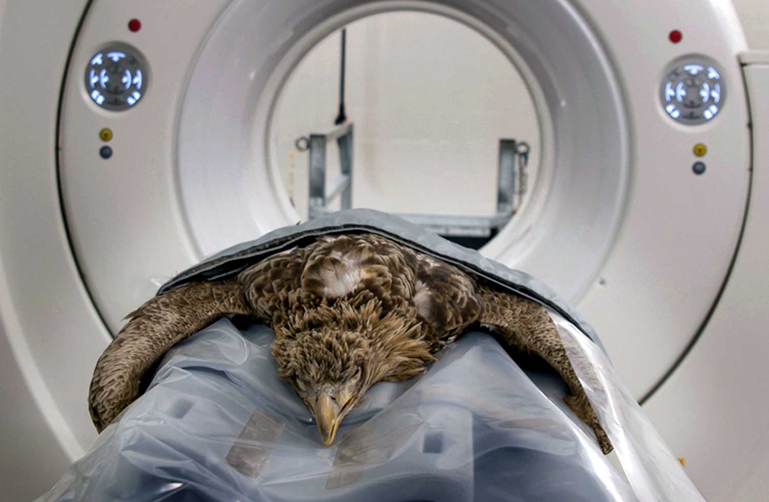 Gecrashte zeearend onderzocht in CT-scanner