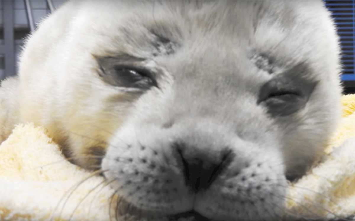 Zeehondenopvang Pieterburen vangt 1 dag oude pup op 