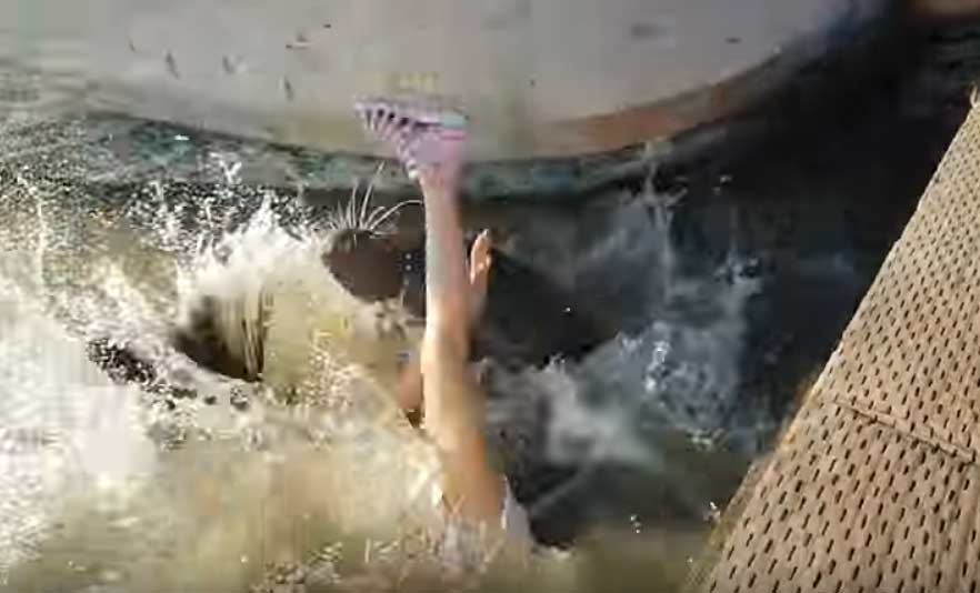 Zeeleeuw trekt meisje het water in