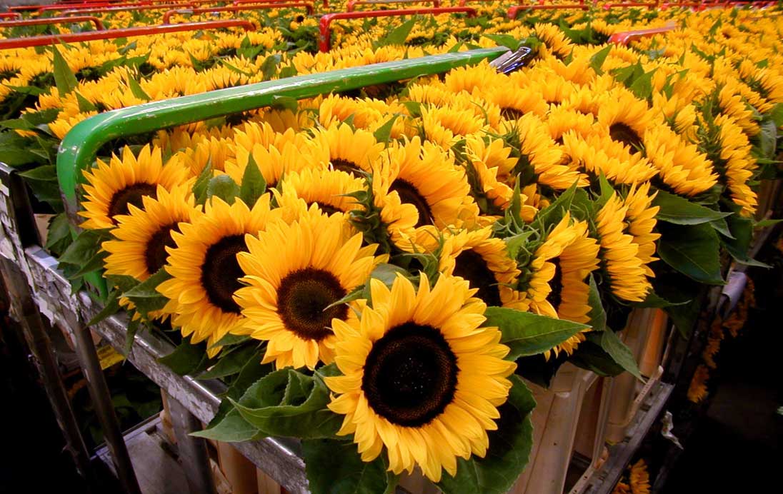 Rusland gaat strenger toezien op import bloemen uit Nederland