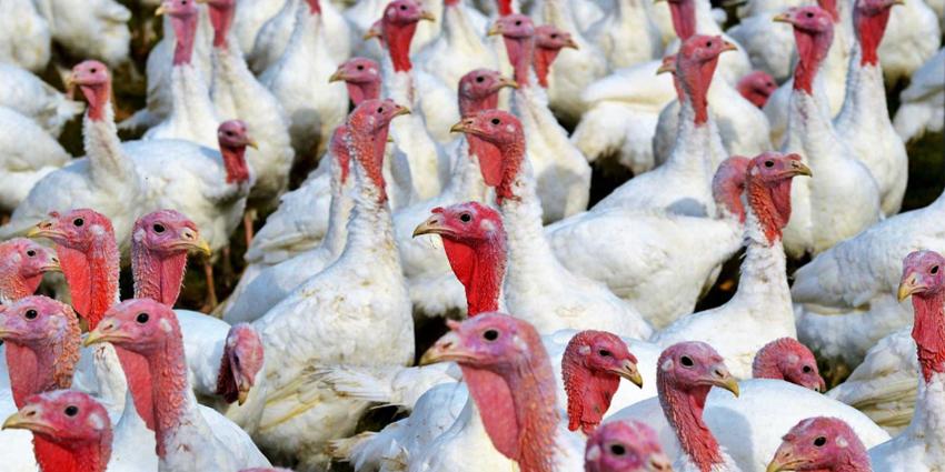 kalkoenen-vogelgriep