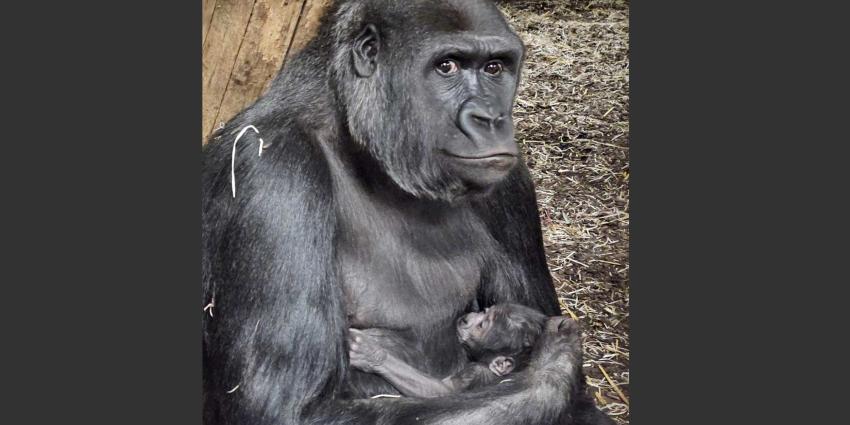 GaiaZOO-Gorilla-jong