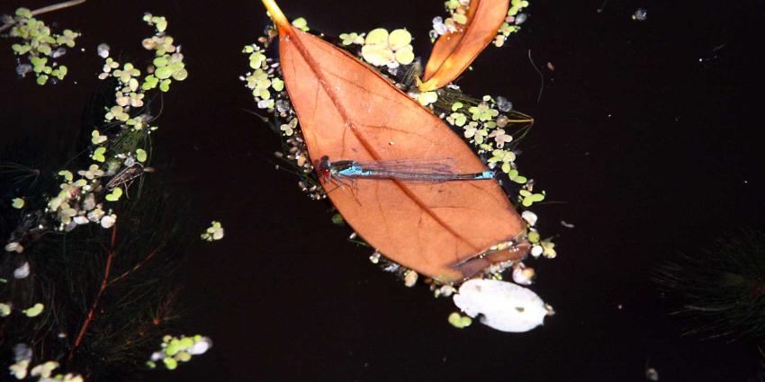 libelle-blad-drijven-water