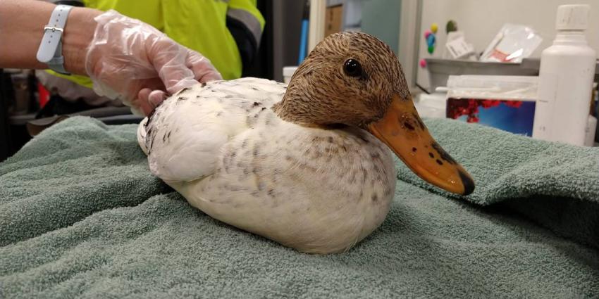 ' Eend als voetbal gebruikt'