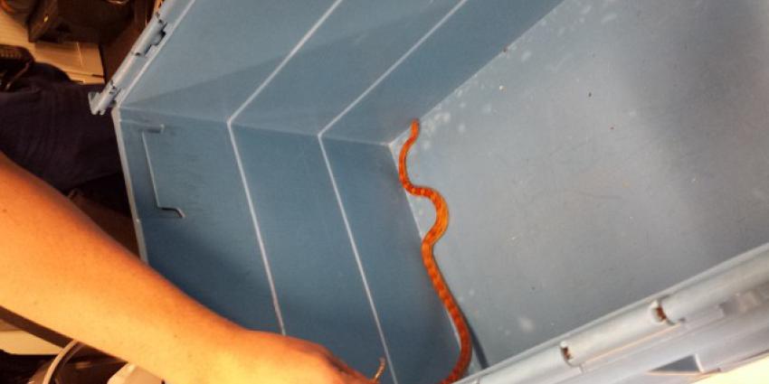 Politie vraagt hulp publiek bij ontsnapte slang Landgraaf