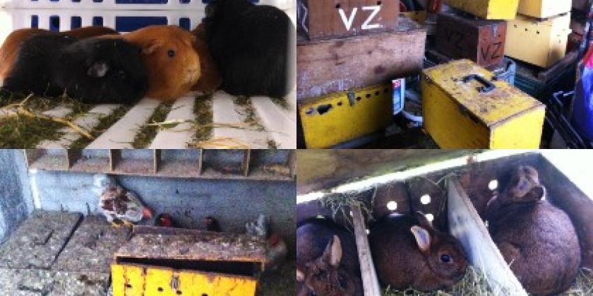 Foto van verwaarloosde cavia's en kippen | LID