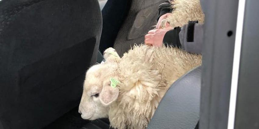 Schaap mee voor ritje in politieauto