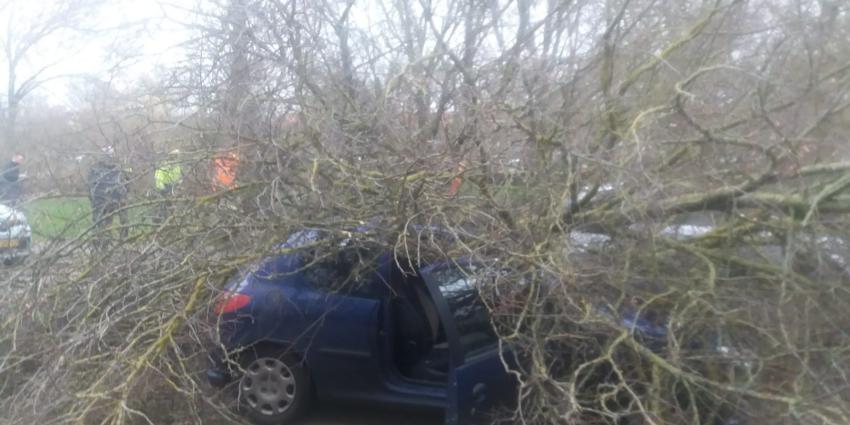 Boom op auto in Groningen