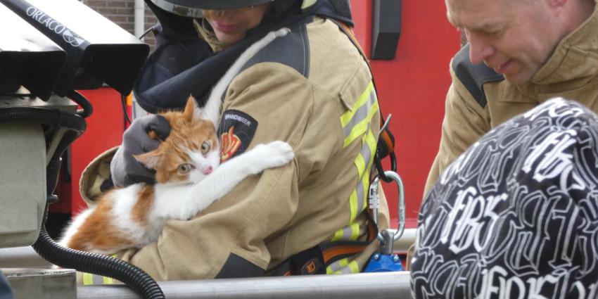 Brandweerman pakt kater vast