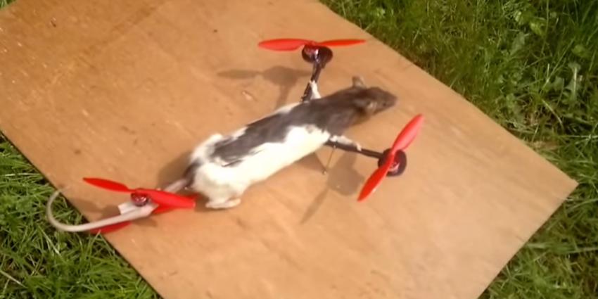 Drone gemaakt van dode rat