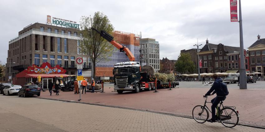 Plaatsing van de eerste proefbomen op de Grote Markt