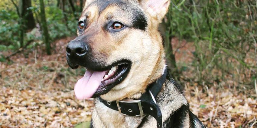 Honden lief en sociaal door dna-fout