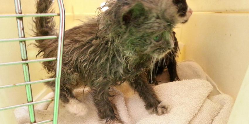 Met lijm besmeurde kitten overleden