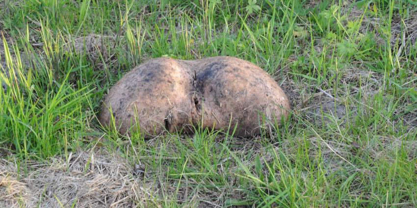 Aangetroffen billpartij in Amsterdam blijkt seksspeelte