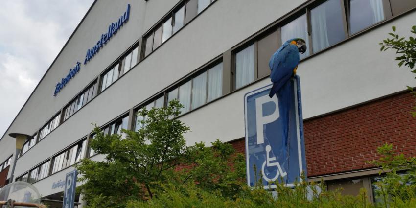 Papagaai wacht netjes op baas bij ziekenhuis
