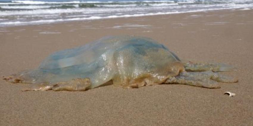 Foto van reuze kwal op strand | Ecomare