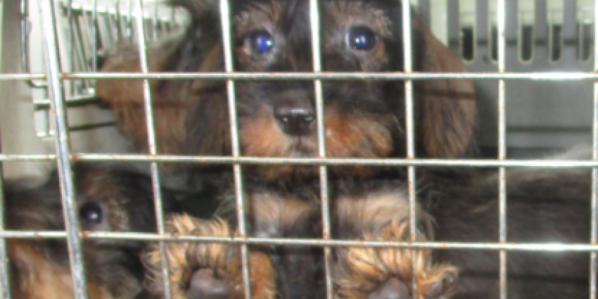 NVWA neemt ongeveer 150 honden in bewaring