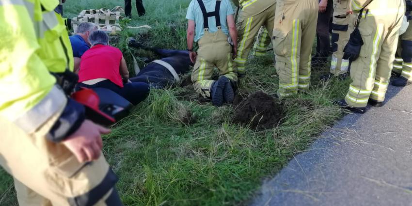 Foto van paard te water