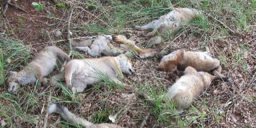 Foto van dode vosjes in Natuurgebied | Politie