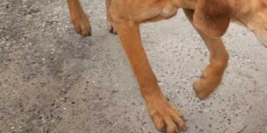 Chip en registratie hond wordt verplicht