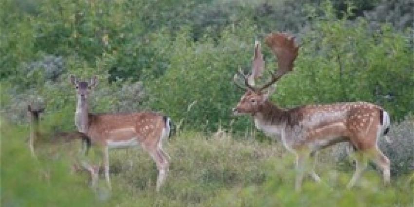Wild spotten in Wildarena Hemellootjes