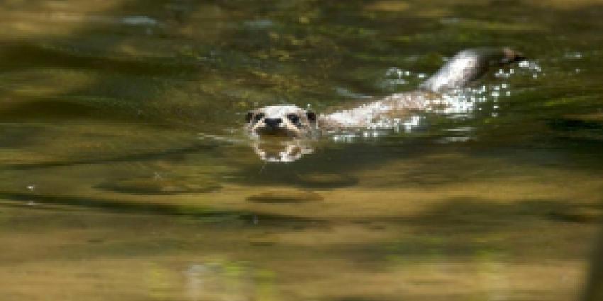 Dode otter gevonden bij Harderbroek