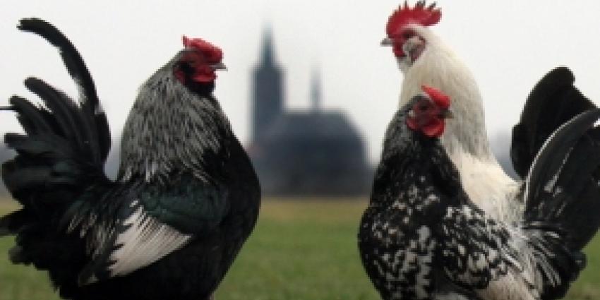 Milde H7-vogelgriep variant op boerderij in Lochem