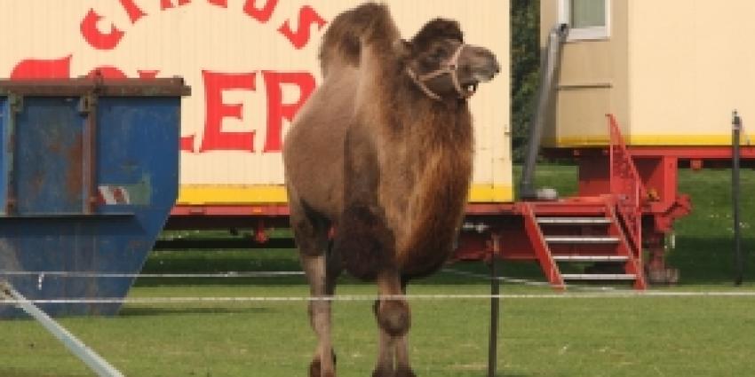 PvdD is boos op kameelrijdende Van der Meyde