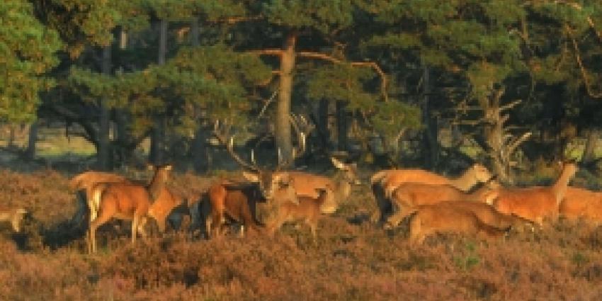 Langzamer rijden tijdens bronstijd ree