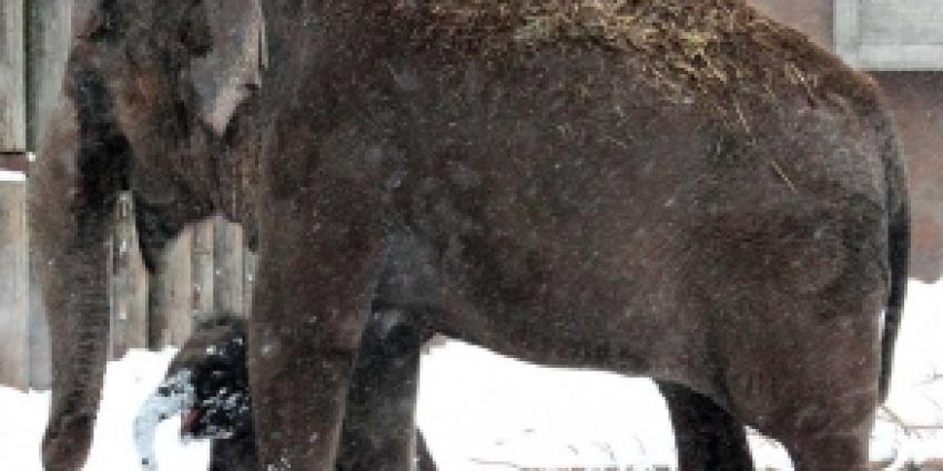Douane onderschept olifantstaarten en nijlpaardhoezen