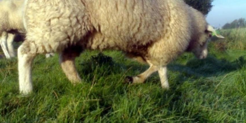 Europees landbouwbeleid groener en doelgerichter