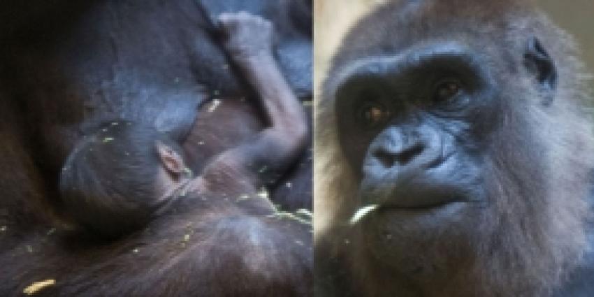 Apenheul heeft eerder dan verwacht Gorillababy