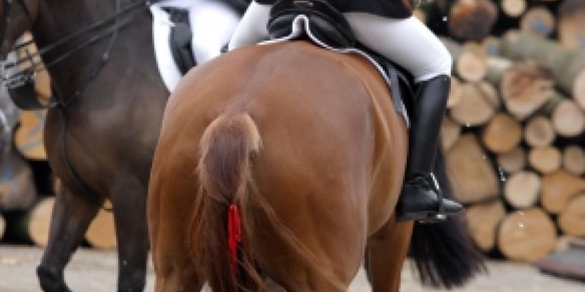 Meisje (13) ernstig gewond na val met paard