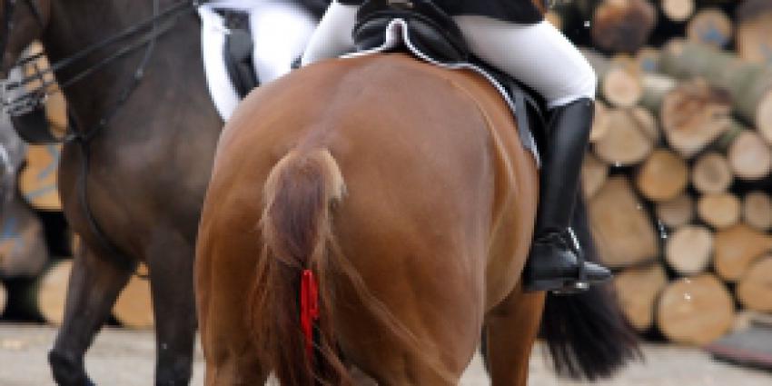OM geeft toppaard Vingino terug aan vrouw (50) 
