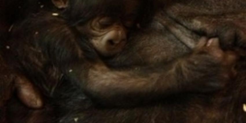 Langverwachte gorilla geboren in GaiaZOO