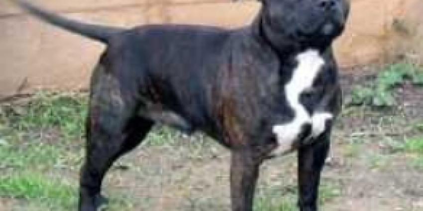 Politie vindt dode hond in bos