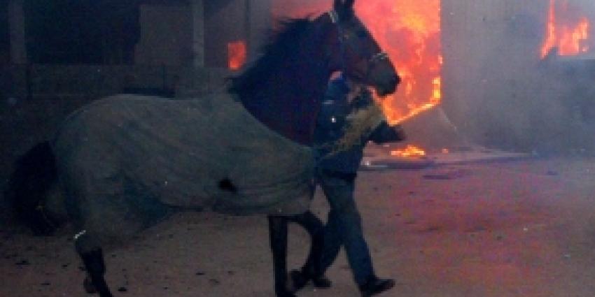 Paarden komen om bij helse brand