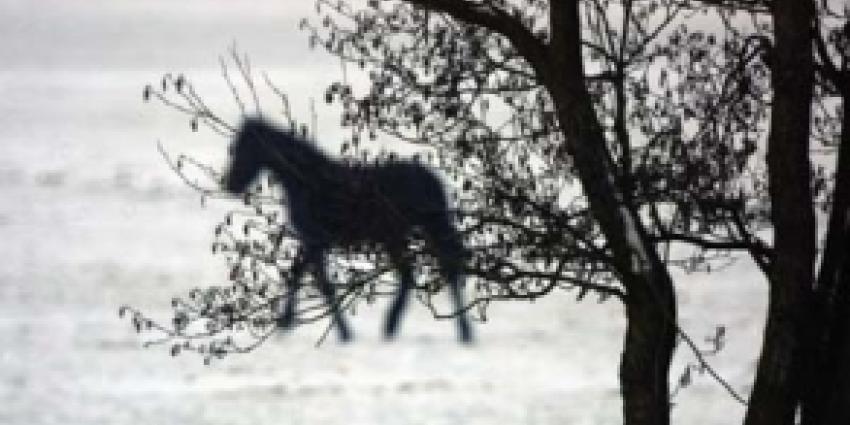 NVWA haalt 33 sterk verwaarloosde paarden weg op Texel