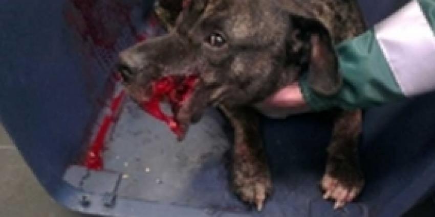 Hond met ernstige snijwonden aangetroffen na woninginbraak