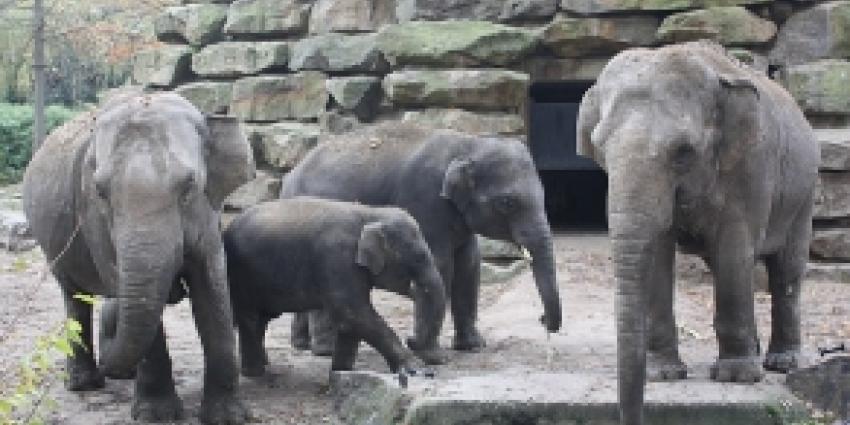 Olifant geboren in Blijdorp