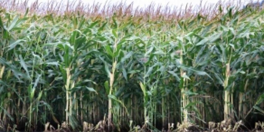 Drugsafval van xtc-productie aangetroffen in mais 