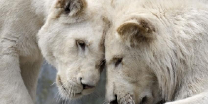 Zeldzame witte leeuwen geboren