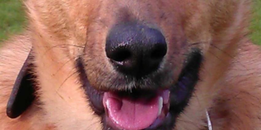 Foto van hondenkop | Archief FBF.nl