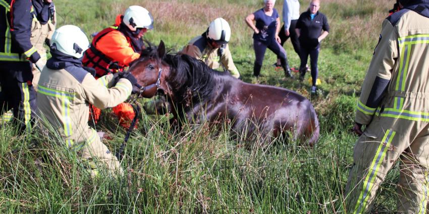 Brandweer trekt paard uit de sloot