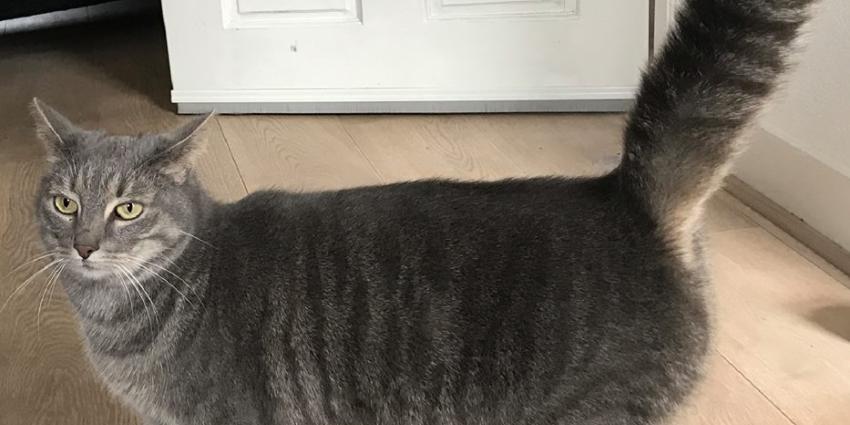 Kat met metaaldraad om lichaam aangetroffen