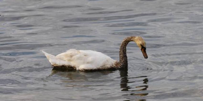 Dieren besmeurd met olie na lekkage in Rotterdam Botlek